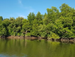 Kaltim Jadi Proyek Percontohan Pengurangan Sampah Laut Kawasan Mangrove