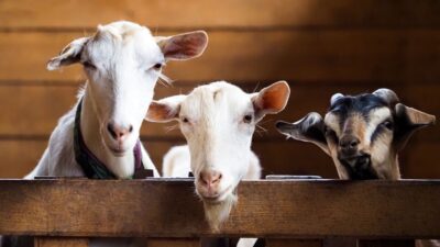 Demi Dorong Ekonomi, Pemerintah Tambah Hari Libur Iduladha 1444 Hijriah