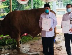 Jenisnya Beragam, Jokowi Berikan Sapi Kurban ke Setiap Provinsi