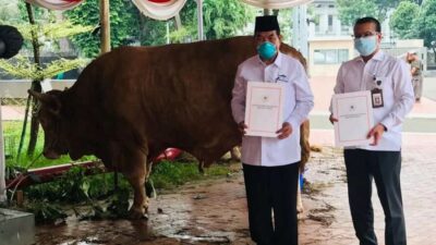 Jenisnya Beragam, Jokowi Berikan Sapi Kurban ke Setiap Provinsi