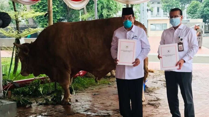 Jenisnya Beragam, Jokowi Berikan Sapi Kurban ke Setiap Provinsi