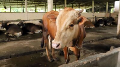 Jelang Iduladha, Disnakeswan Kaltim Pastikan Stok Hewan Kurban Tercukupi