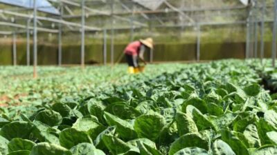 Hasil Tanaman Hortikultura di Kutim Makin Beragam dan Berkualitas Baik
