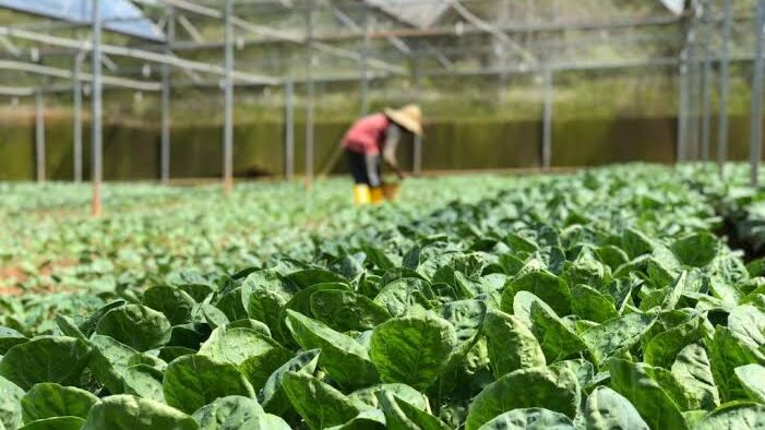 Hasil Tanaman Hortikultura di Kutim Makin Beragam dan Berkualitas Baik