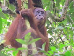 Gabungkan Semangat Kemerdekaan, Yayasan BOS Kampanyekan “Merdeka bagi Orangutan”