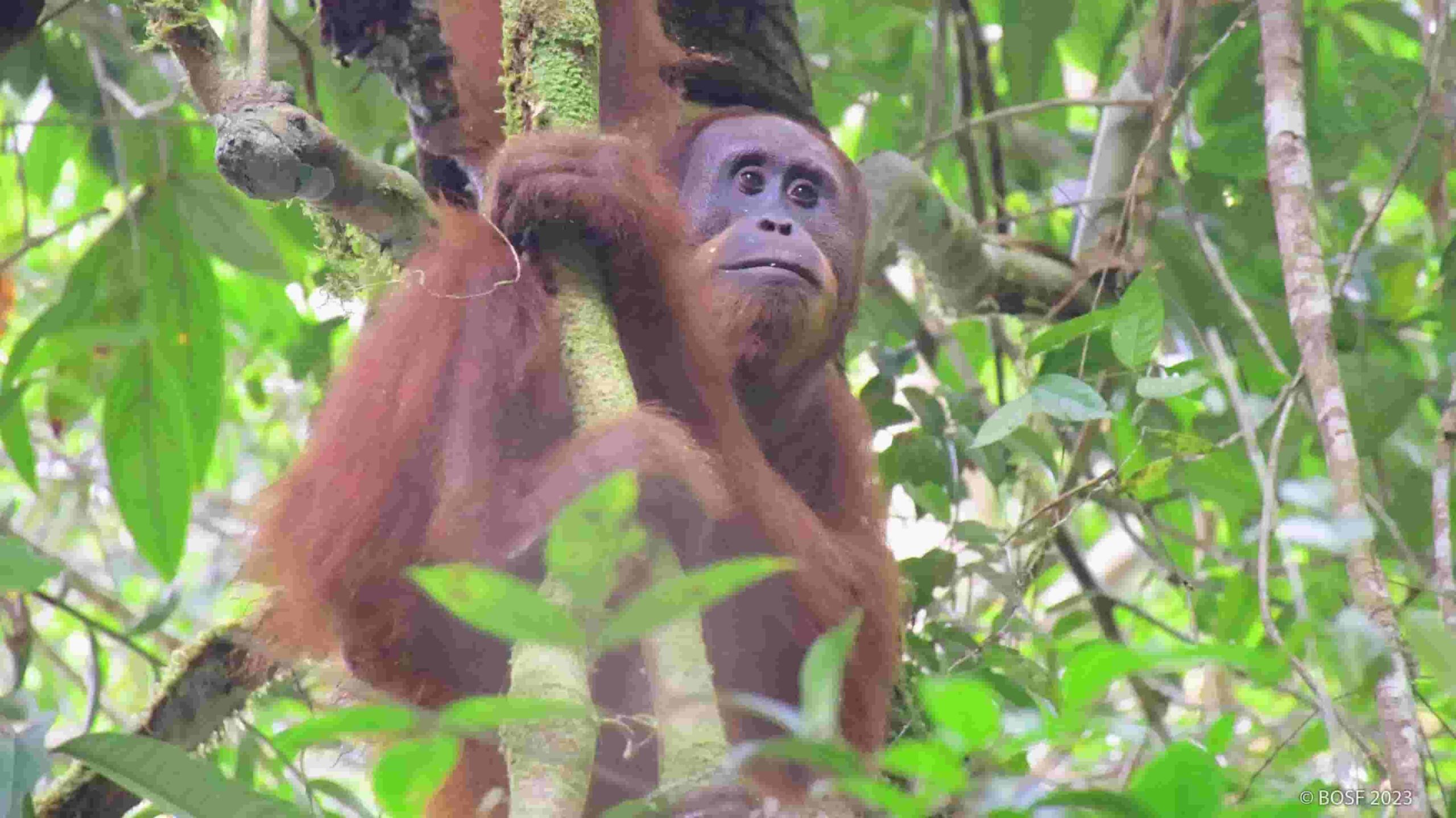 Gabungkan Semangat Kemerdekaan, Yayasan BOS Kampanyekan "Merdeka bagi Orangutan"