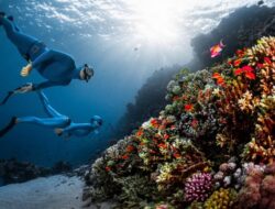 Selami Keindahan Bawah Laut, Ini Lima Spot Freediving Terbaik di Indonesia