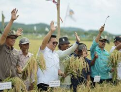 Panen Desa Bukit Raya Kukar Meningkat, Wabup Optimistis Jadi Lumbung Pangan IKN