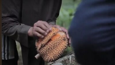 Jadi Unggulan, Pemerintah Desa Batuah Kembangkan Agrowisata Dewi Belai