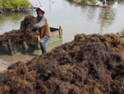 Warga Desa Muara Badak Ulu Nantikan Pabrik Pengolahan Rumput Laut