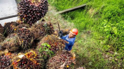 Harga TBS Sawit di Kaltim Kembali Naik, Menguat Secara Global dan Permintaan Meningkat