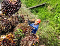 Perusahaan Sawit Sebut Kenaikan Dolar Tekan Industri Perkebunan di Kukar