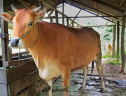 Penuhi Kebutuhan, Distanak Kukar Lakukan Pembibitan Ternak Sapi dan Kambing