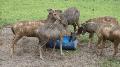 Pemprov Kaltim Berhasil Budidayakan Rusa Sambar yang Terancam Kepunahan