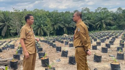 Tingkatkan Produktivitas Perkebunan, Disbun Siapkan Puluhan Ribu Benih Unggul