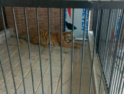 Harimau Peliharaan Memakan Korban Jiwa, Ini Imbauan Polresta Samarinda