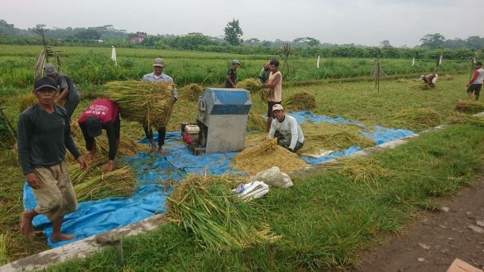 Pemerintah Pasang Target 500 Ribu Hektare Penanaman Tumpang Sari Padi Gogo