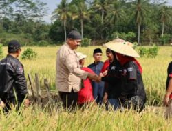 Bersama Bupati Kukar, Kelompok Tani Desa Bangun Rejo Panen Padi Organik Sawah