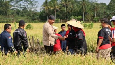 Bersama Bupati Kukar, Kelompok Tani Desa Bangun Rejo Panen Padi Organik Sawah