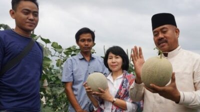 Petani Muda Bendang Raya Nikmati Hasil Panen Melon Bersama Bupati Kukar