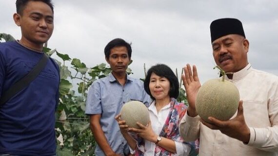 Petani Muda Bendang Raya Nikmati Hasil Panen Melon Bersama Bupati Kukar