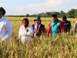 Perluasan Area Tanam, Kukar Upayakan Penuhi Target Produksi Pangan Nasional