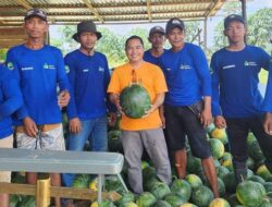 Sopan Sopian Apresiasi Kemandirian Petani Milenial Semangka di Desa Kota Bangun 2