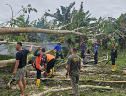 Hujan Deras Disertai Angin Kencang, Pohon Tumbang di Penajam Timpa Kabel Listrik