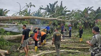 Hujan Deras Disertai Angin Kencang, Pohon Tumbang di Penajam Timpa Kabel Listrik