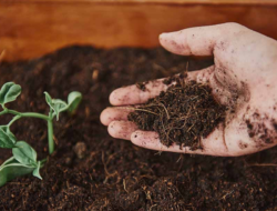 Distribusi Pupuk Subsidi untuk Petani Babulu Direncanakan Triwulan Kedua