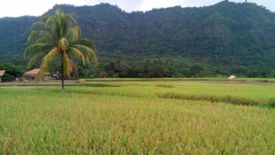 Kembangkan Waru Jadi Pusat Benih, PPU Targetkan Swasembada Produksi