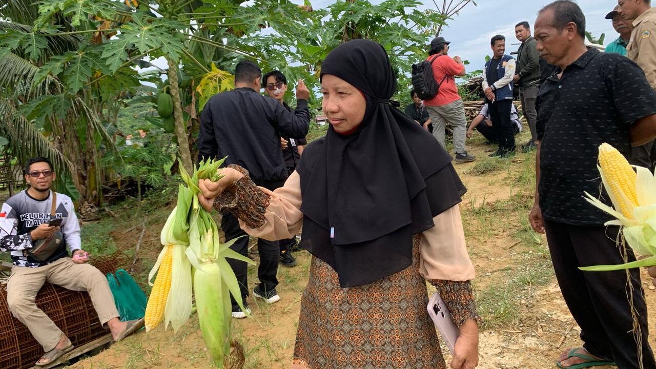 Bupati Kukar Ikut Panen Jagung di Maluhu, Dorong Sektor Pertanian Lebih Berkembang