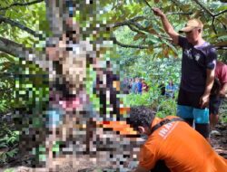 Mayat Pria Tergantung di Pohon Lai Hebohkan Warga Desa Jembayan