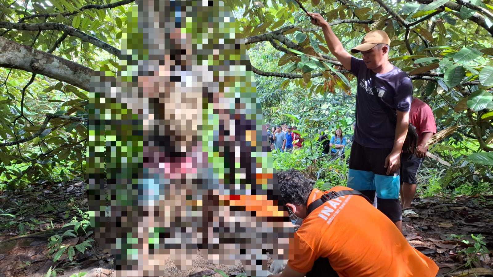 Mayat Pria Tergantung di Pohon Lai Hebohkan Warga Desa Jembayan