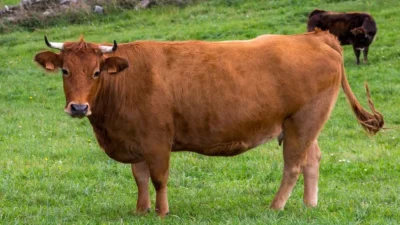 Presiden Bakal Serahkan Sapi Limosin untuk Masyarakat Kukar Saat Iduladha 1446 Hijriah