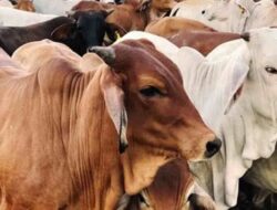 Pemkab Kukar Segera Salurkan Bantuan Hewan Kurban, Ada Sapi Seberat 800 Kg
