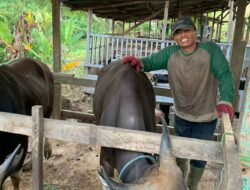 Momen Hari Raya Iduladha Jadi Berkah Penjual Hewan Kurban di Kukar