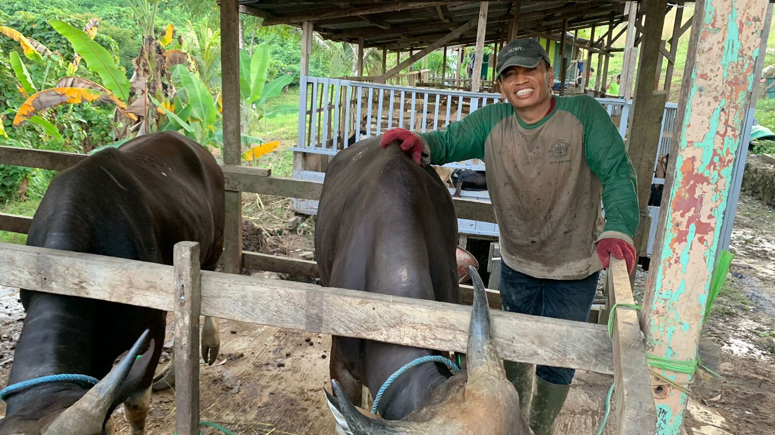 Momen Hari Raya Iduladha Jadi Berkah Penjual Hewan Kurban di Kukar