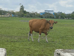 PPU Siapkan Ribuan Hewan Kurban Jelang Idul Adha