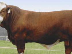 Sapi Kurban Presiden RI Diserahkan ke PPU, Berat Capai 910 Kilogram