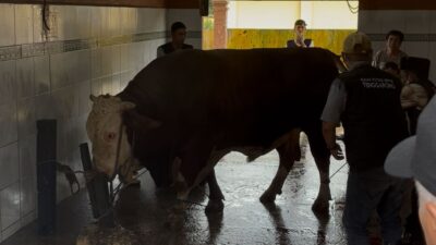 Sapi Seberat 800kg dari Presiden Prabowo Disembelih di RPH Mangkurawang