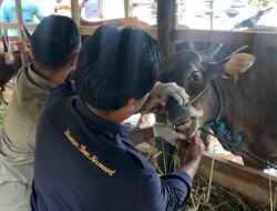 Antisipasi Penyakit pada Hewan Kurban, Distanak Kukar Lakukan Pemeriksaan Kesehatan 