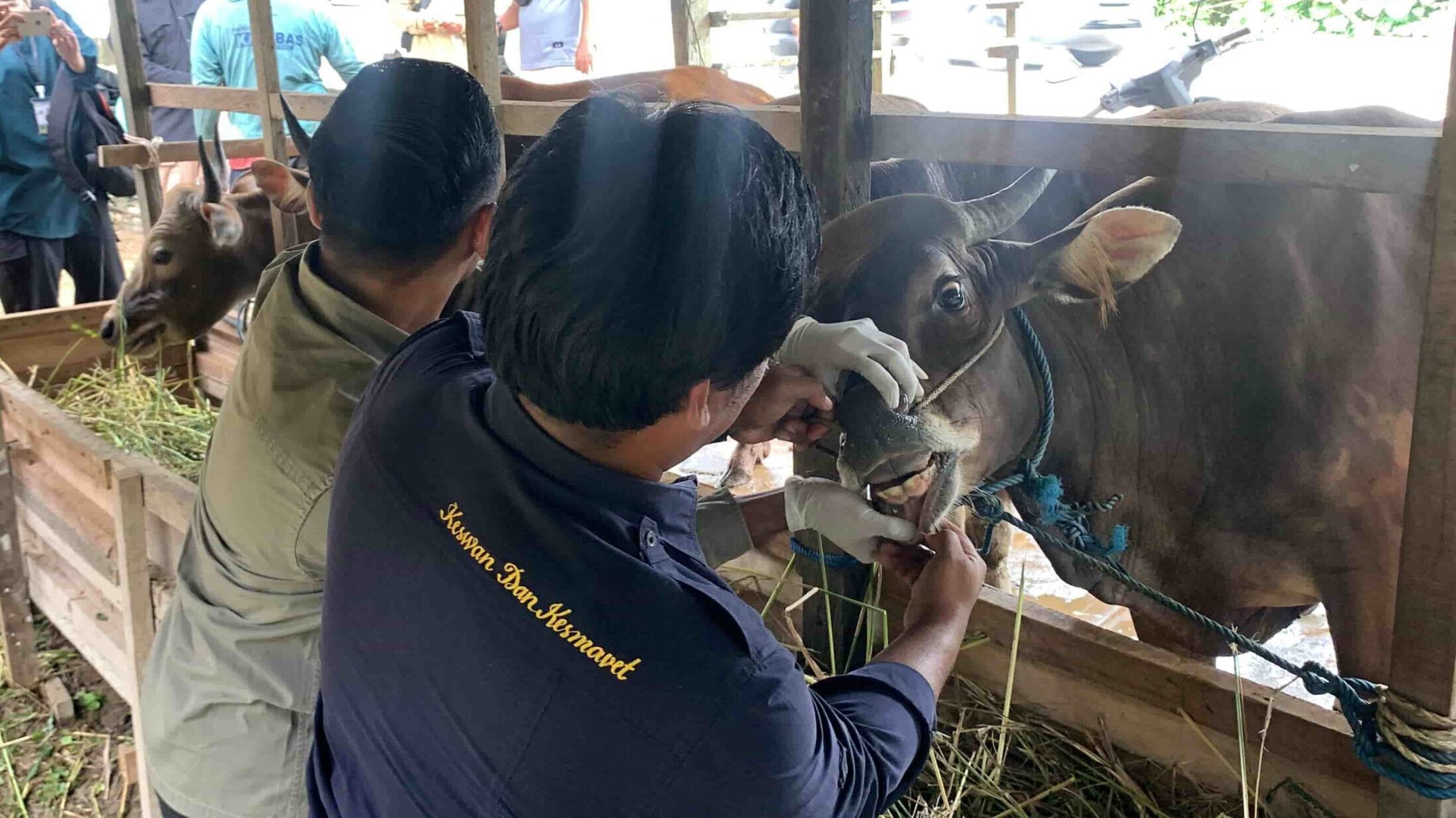 Antisipasi Penyakit pada Hewan Kurban, Distanak Kukar Lakukan Pemeriksaan Kesehatan 