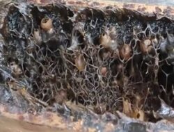 Dari Madu Kelulut hingga Kambing Etawa, Desa Jembayan Tengah Hadirkan Wisata Edukasi