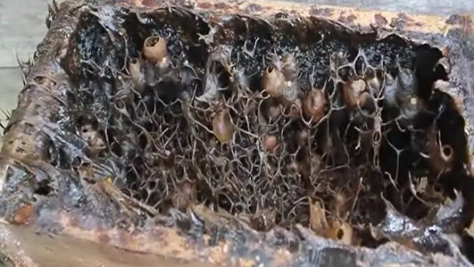 Dari Madu Kelulut hingga Kambing Etawa, Desa Jembayan Tengah Hadirkan Wisata Edukasi