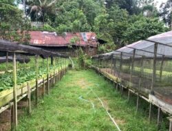 Gangguan Monyet Liar Ancam Pertanian Warga Kelurahan Maluhu