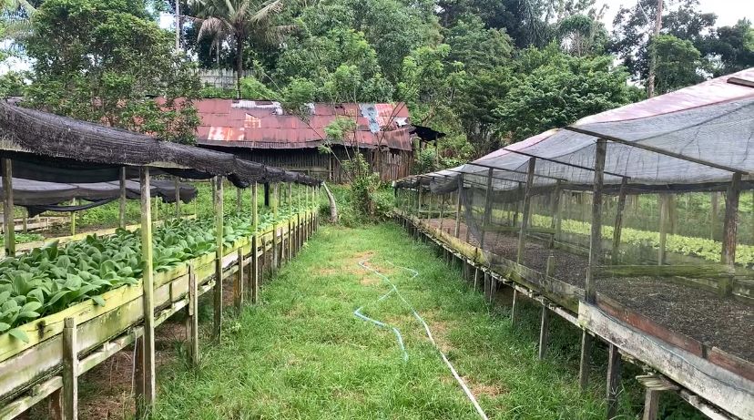 Gangguan Monyet Liar Ancam Pertanian Warga Kelurahan Maluhu