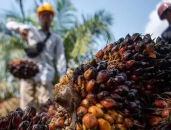 Harga TBS Sawit di Kaltim Kembali Merosot, Gara-Gara Penurunan Harga CPO dan Kernel