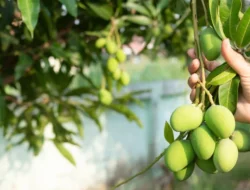 Menjawab Pertanyaan Siapa Pemilik Buah yang Menjalar ke Lahan Tetangga