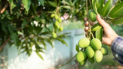 Menjawab Pertanyaan Siapa Pemilik Buah yang Menjalar ke Lahan Tetangga